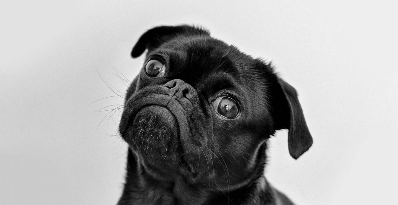Moving with Pets and Kids: Expectations Vs. Reality